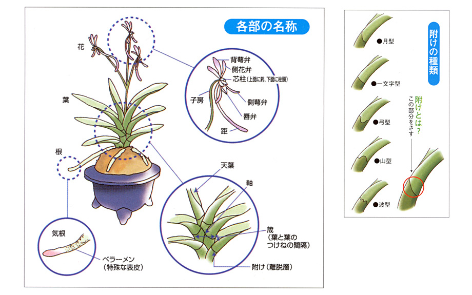 富貴蘭（紫金剛）